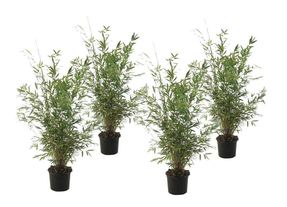 Fargesia Gansu - Set De 4 - Bambou Non Invasif - Pot 17cm - Hauteur 50-70cm 1 Fargesia Gansu - Set De 4 - Bambou Non Invasif - Pot 17cm - Hauteur 50-70cm