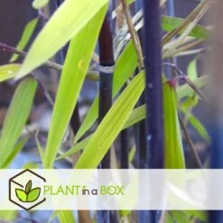 Fargesia Gansu - Set De 6 - Bambou Non Invasif - Pot 17cm - Hauteur 50-70cm -Emerald Soldes 6459517105b0d2.88112397