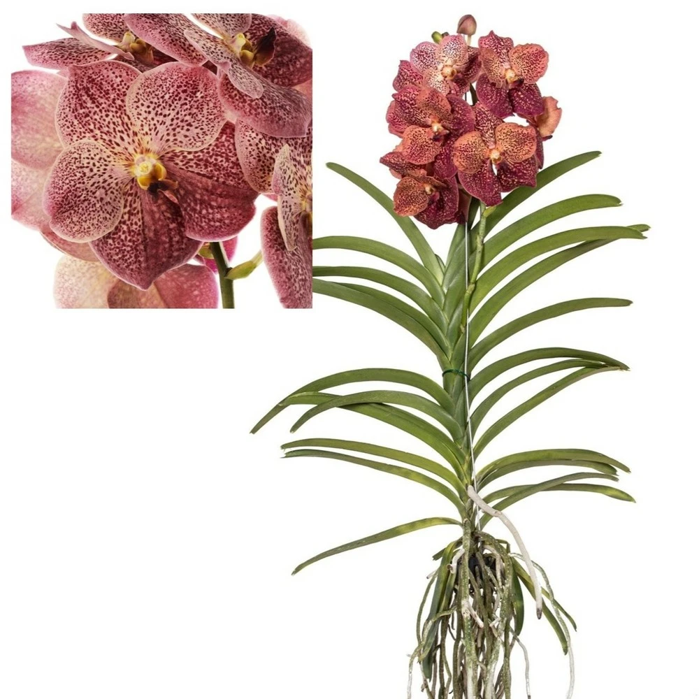 Vanda Leopard Coral - Orchidée Tropicale - Orchidée En Fleur - Hauteur 75-85cm 1 Vanda Leopard Coral - Orchidée Tropicale - Orchidée En Fleur - Hauteur 75-85cm