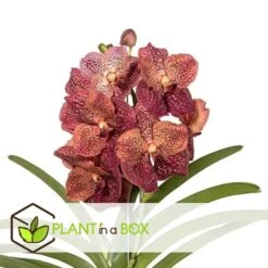 Vanda Leopard Coral - Orchidée Tropicale - Orchidée En Fleur - Hauteur 75-85cm 5 Vanda Leopard Coral - Orchidée Tropicale - Orchidée En Fleur - Hauteur 75-85cm -Emerald Soldes 64595220aba3b5.16105552