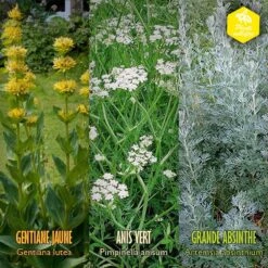 Coffret De Semences Médicinales Aromatique Apéritifs Régionaux 13 Coffret De Semences Médicinales Aromatique Apéritifs Régionaux -Emerald Soldes 645a39a750fff5.57002845