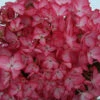 Hortensia 'salsa ?' - 5l