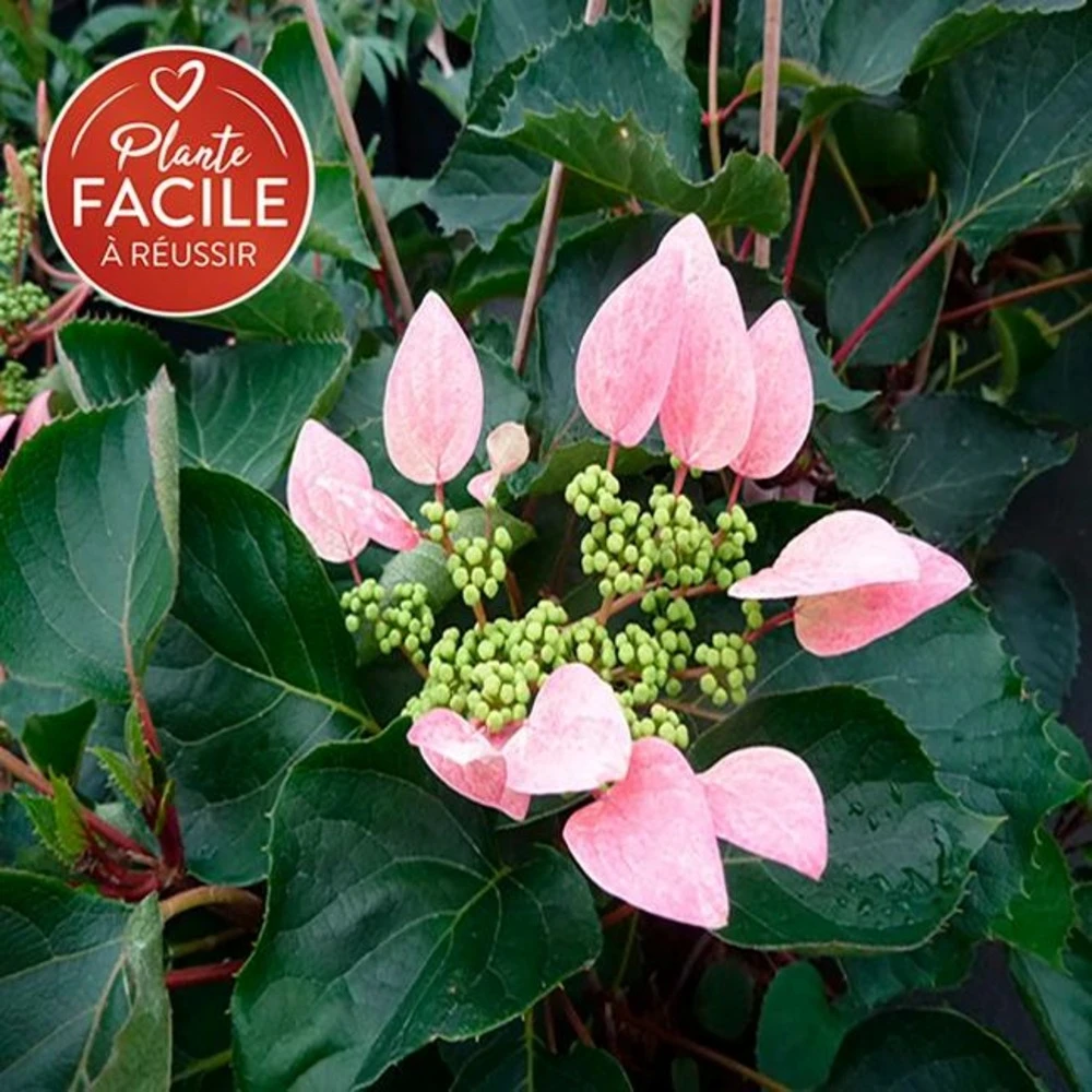 Schizophragma Hydrangeoides 'roseum' - Schizophragma Hydrangeoides 3l 1 Schizophragma Hydrangeoides 'roseum' - Schizophragma Hydrangeoides 3l