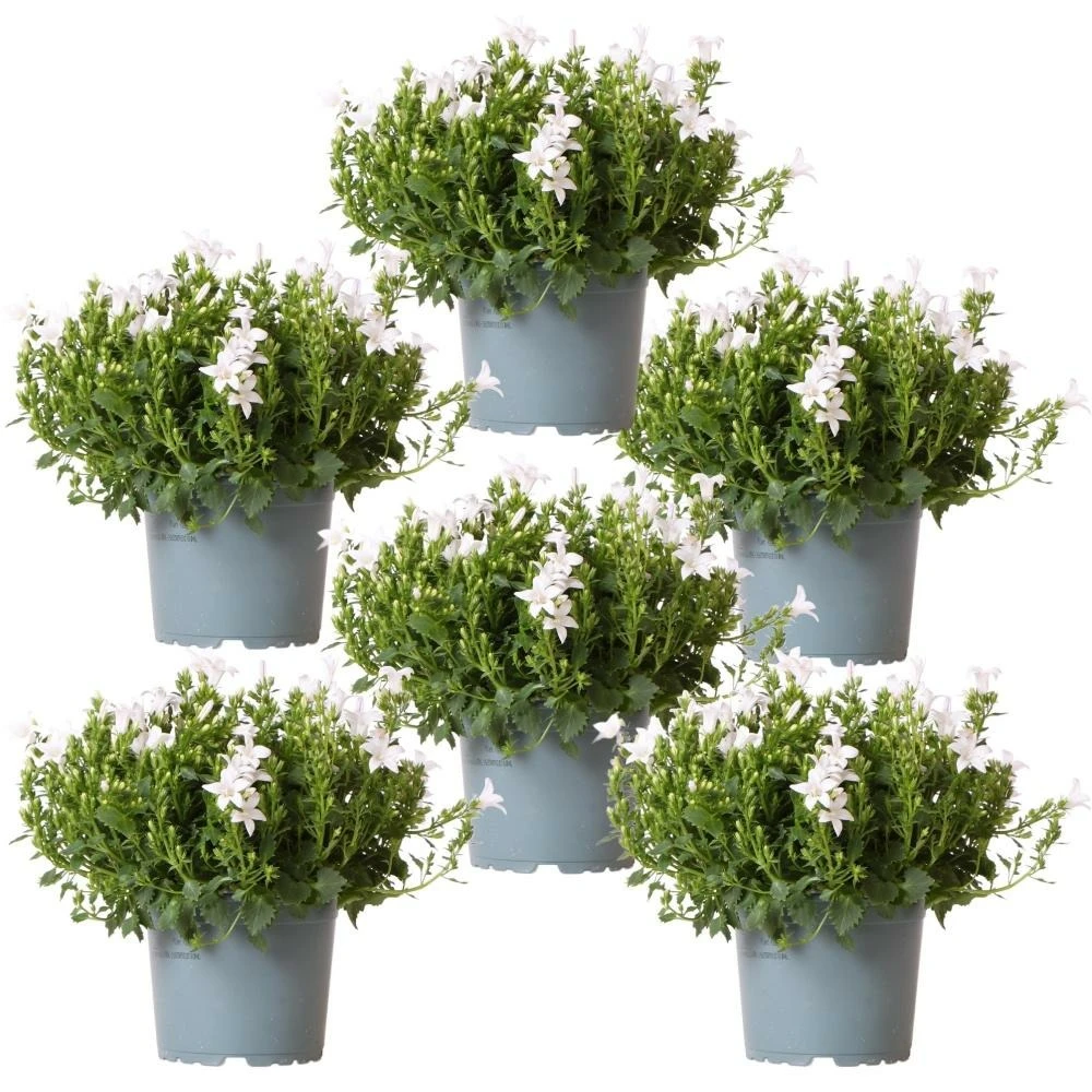 Campanula Addenda - Glockenblume Weiß - 12cm Topf - 6 Pflanzen Ausreichend Für 1qm - Bodendecker - Ambella - Winterhart 1 Campanula Addenda - Glockenblume Weiß - 12cm Topf - 6 Pflanzen Ausreichend Für 1qm - Bodendecker - Ambella - Winterhart