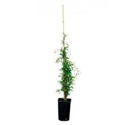 Sollya Heterophylla "alba" - Sollya Heterophylla 3l -Emerald Soldes 6462273d4d69c0.06698975