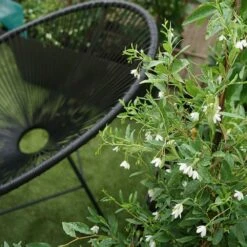 Sollya Heterophylla "alba" - Sollya Heterophylla 3l -Emerald Soldes 6462273d5708b7.55576589