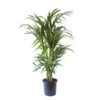 Palmier Kentia - Howea Forsteriana - Environ 130cm De Haut - Dans La Jardinière "brussels" - Sans Jardinière
