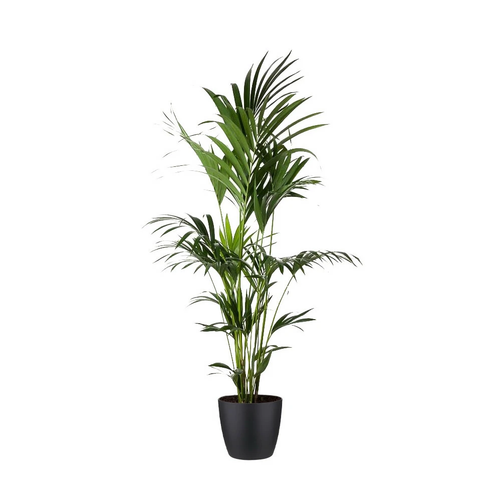Kentia Palme - Howea Forsteriana - Xxl - Environ 165cm De Haut - Dans Le Pot "brussels" - Noir 1 Kentia Palme - Howea Forsteriana - Xxl - Environ 165cm De Haut - Dans Le Pot "brussels" - Noir