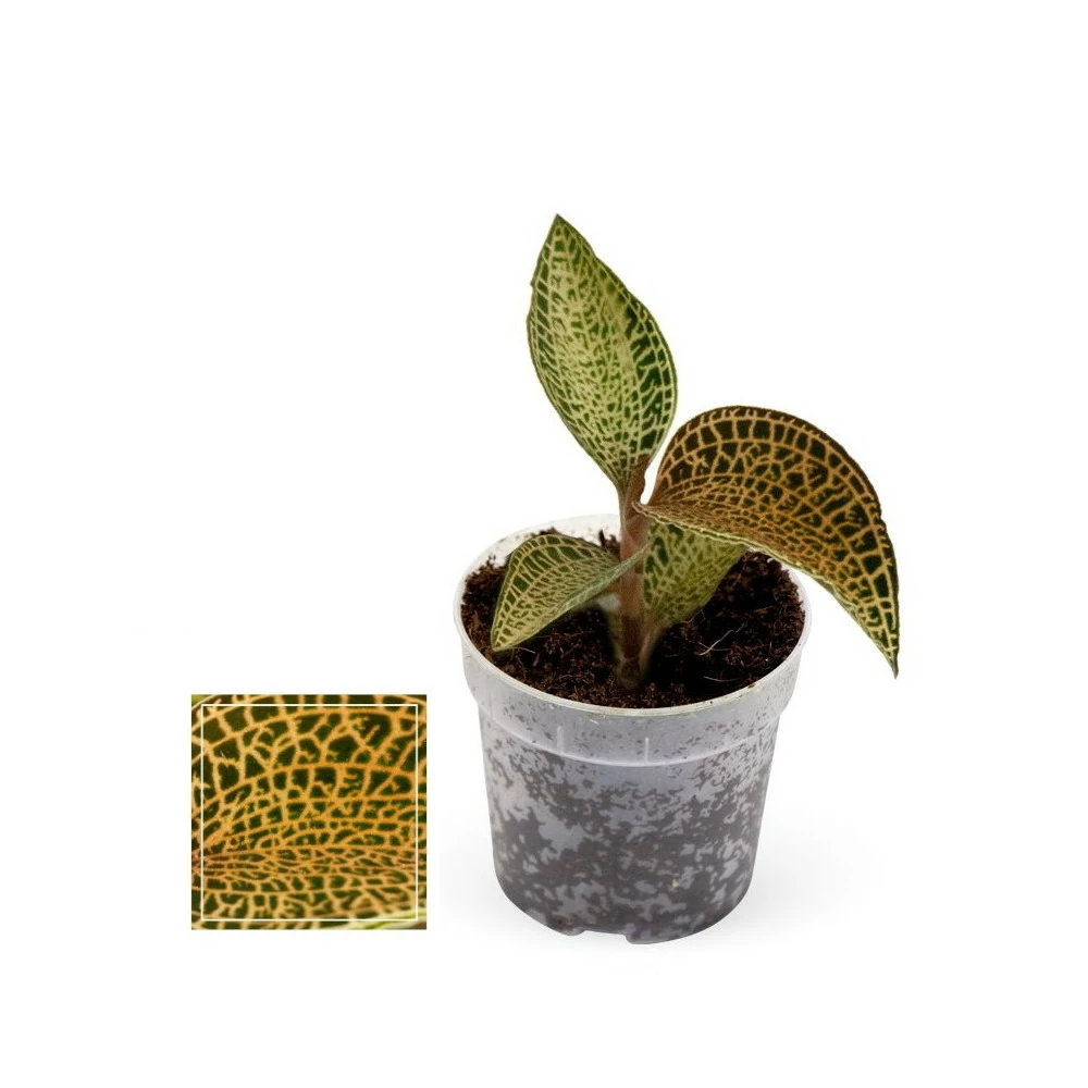 Jewel Orchid - Ludisia Topaz - Mini Orchidée Terrestre à Feuilles Fantaisies - Pot 6cm 1 Jewel Orchid - Ludisia Topaz - Mini Orchidée Terrestre à Feuilles Fantaisies - Pot 6cm
