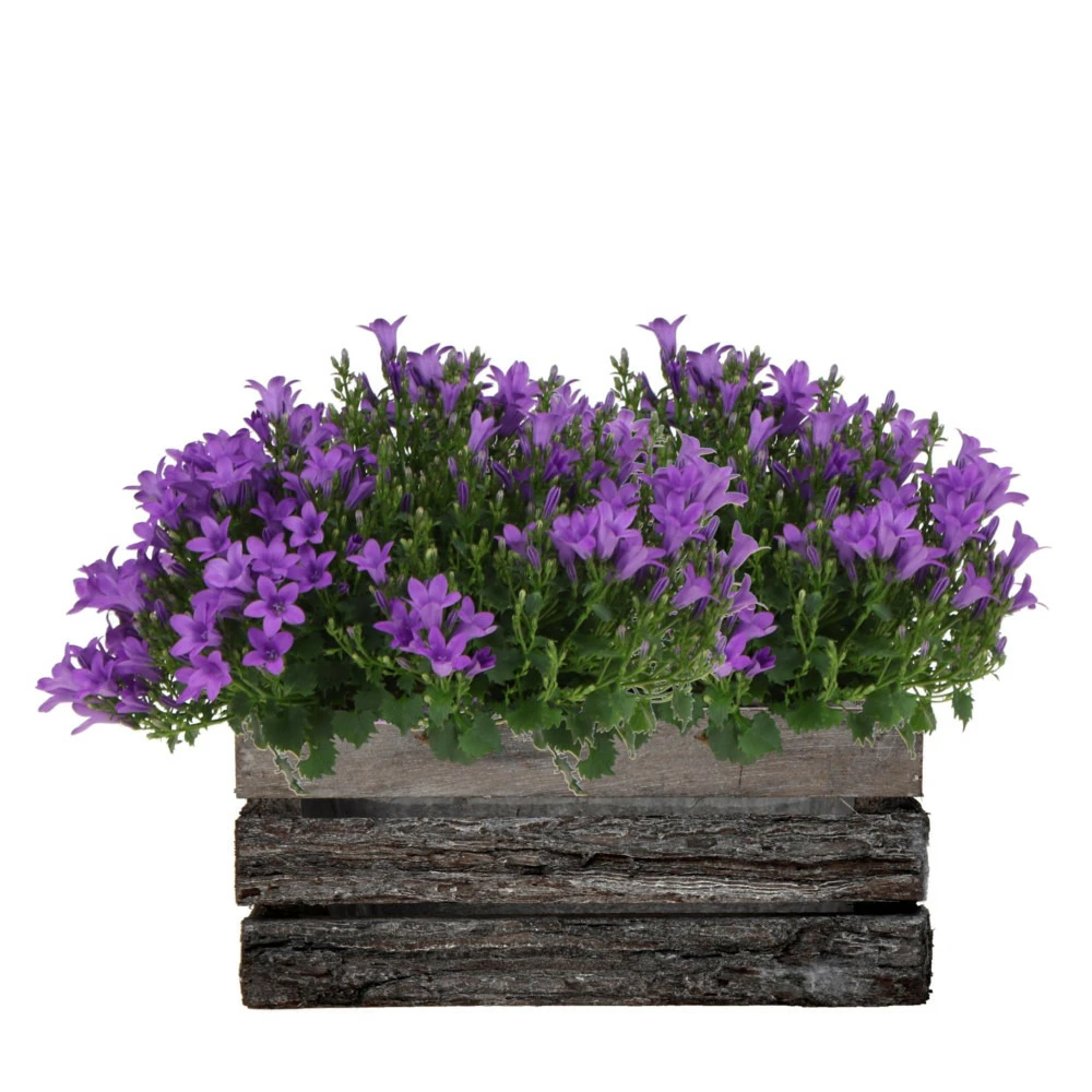 Campanula Addenda Ambella - Glockenblume Intensives Lila - Holzschale Mit 2 Gartenpflanzen - 12cm Topf - Mehrjährig - Winterhart 1 Campanula Addenda Ambella - Glockenblume Intensives Lila - Holzschale Mit 2 Gartenpflanzen - 12cm Topf - Mehrjährig - Winterhart