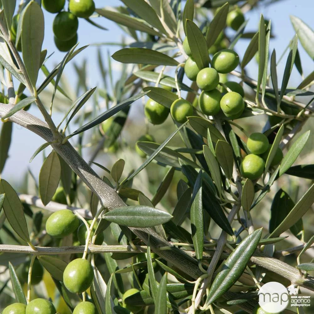 Olivier, Olea Europeae : H100 Cm Tige Pot D20cm 1 Olivier, Olea Europeae : H100 Cm Tige Pot D20cm