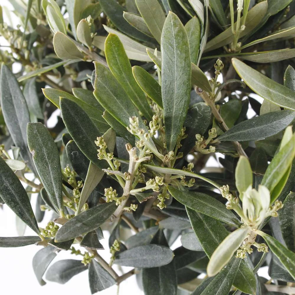 Olivier, Olea Europeae : H100 Cm Tige Pot D20cm 2 Olivier, Olea Europeae : H100 Cm Tige Pot D20cm – Image 2