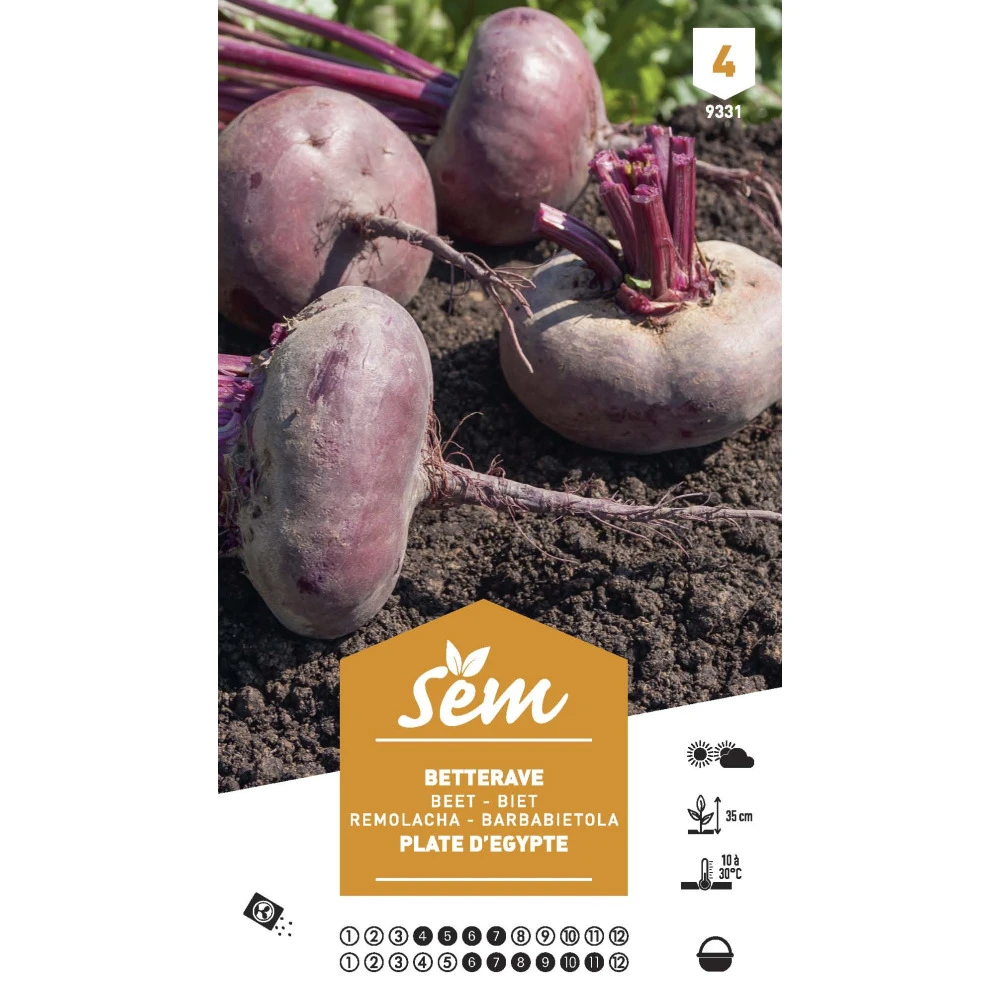 Graines Potagères Betterave Plate D'egypte 1 Graines Potagères Betterave Plate D'egypte