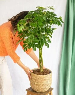 Plante D'intérieur - Schefflera Xl 90cm