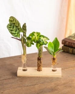 Plante D'intérieur - Trio De Mini Plantes En Hydroculture Sur Socle 11cm