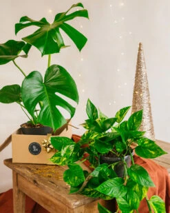 Plante D'intérieur - Duo De Plantes Star - Monstera & Pothos Cm
