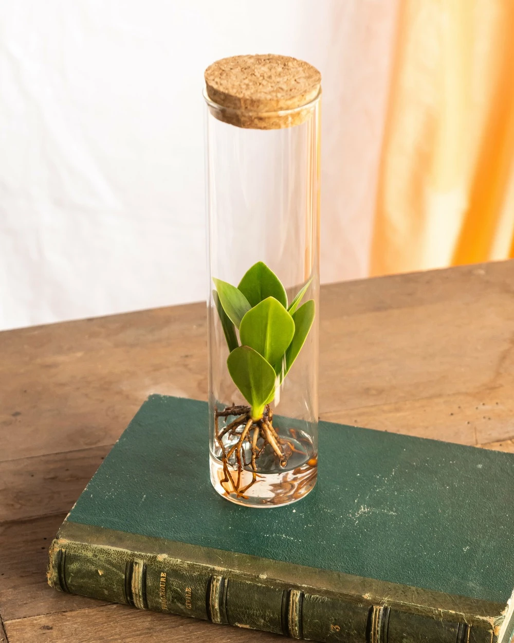 Plante D'intérieur - Petit Clusia En Hydroculture Et Son Tube En Verre 15cm 1 Plante D'intérieur - Petit Clusia En Hydroculture Et Son Tube En Verre 15cm