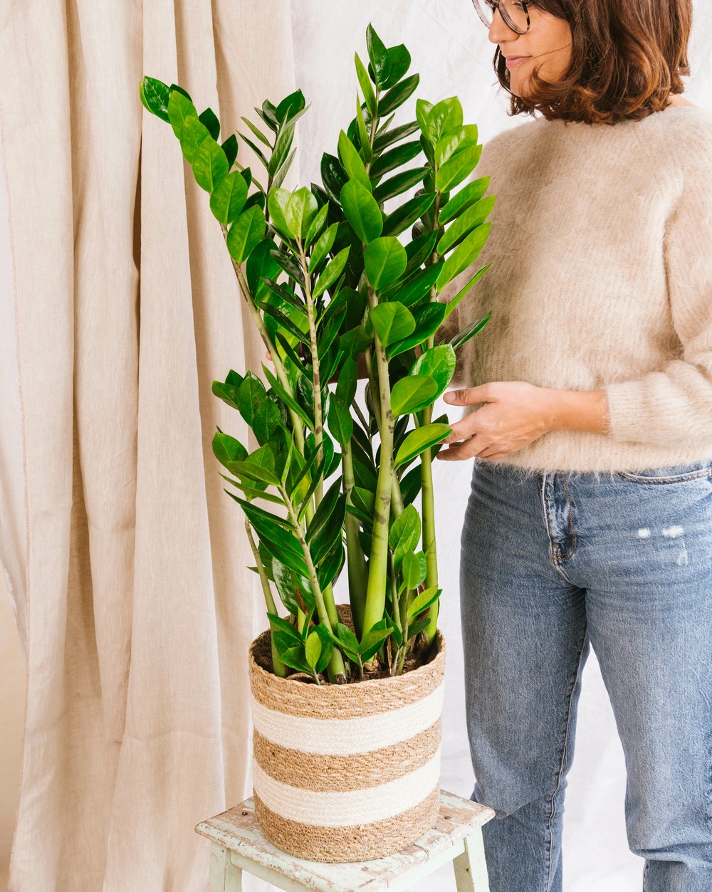Plante D'intérieur - Zamioculcas Zamifiolias Xl 95cm 1 Plante D'intérieur - Zamioculcas Zamifiolias Xl 95cm