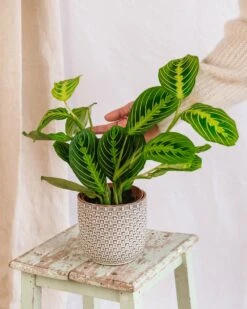 Plante D'intérieur - Maranta Lemon Lime 30cm