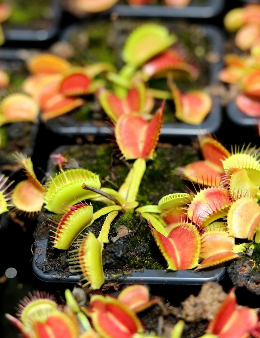 Dionaea Muscipula 'schuppenstiel' Caractéristique - Pot 7 Cm 1 Dionaea Muscipula 'schuppenstiel' Caractéristique - Pot 7 Cm