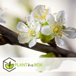 3 Pommes Différentes Sur 1 Arbre - Pot 17 Cm - Hauteur 60-70cm 7 3 Pommes Différentes Sur 1 Arbre - Pot 17 Cm - Hauteur 60-70cm -Emerald Soldes 6478b275eb1777.08001142