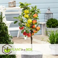 3 Pommes Différentes Sur 1 Arbre - Pot 17 Cm - Hauteur 60-70cm 6 3 Pommes Différentes Sur 1 Arbre - Pot 17 Cm - Hauteur 60-70cm -Emerald Soldes 6478b276016da1.99677535
