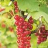 Groseillier à Grappes 'london Market' - Ribes Rubrum 3l