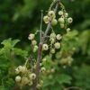 Groseillier à Grappes 'versaillaise Blanche' - Ribes Rubrum 1,5l