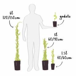 Jasmin étoilé Jaune - Trachelospermum Asiaticum 3l -Emerald Soldes 647d2d2b0f2c07.71954808
