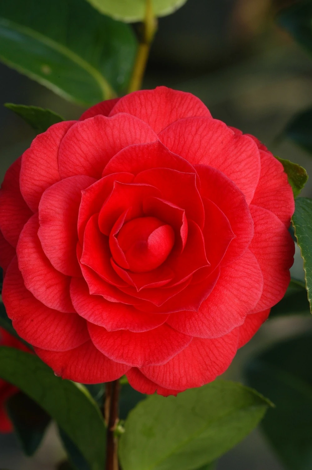 Camélia 'black Lace' - 4l 1 Camélia 'black Lace' - 4l