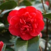 Camélia 'léonard De Vinci' - 4l