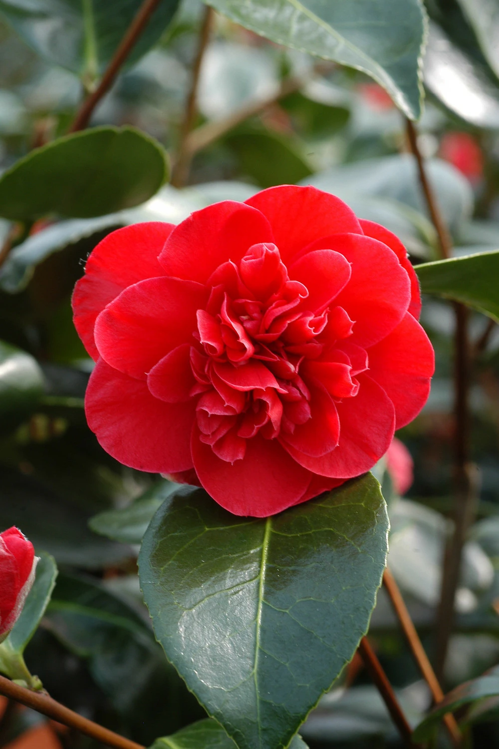 Camélia 'léonard De Vinci' - 4l 1 Camélia 'léonard De Vinci' - 4l