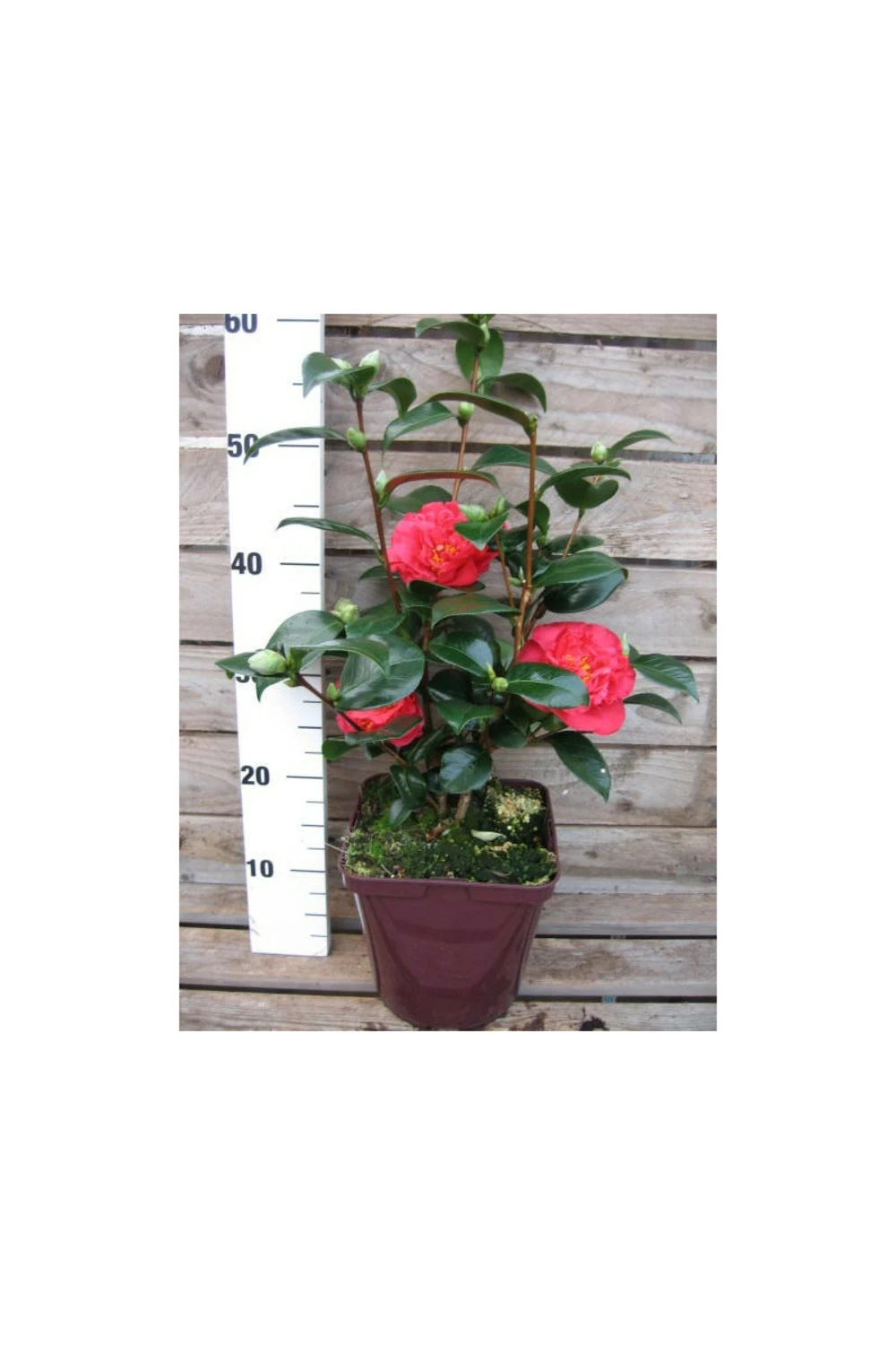 Camélia 'léonard De Vinci' - 4l 2 Camélia 'léonard De Vinci' - 4l – Image 2