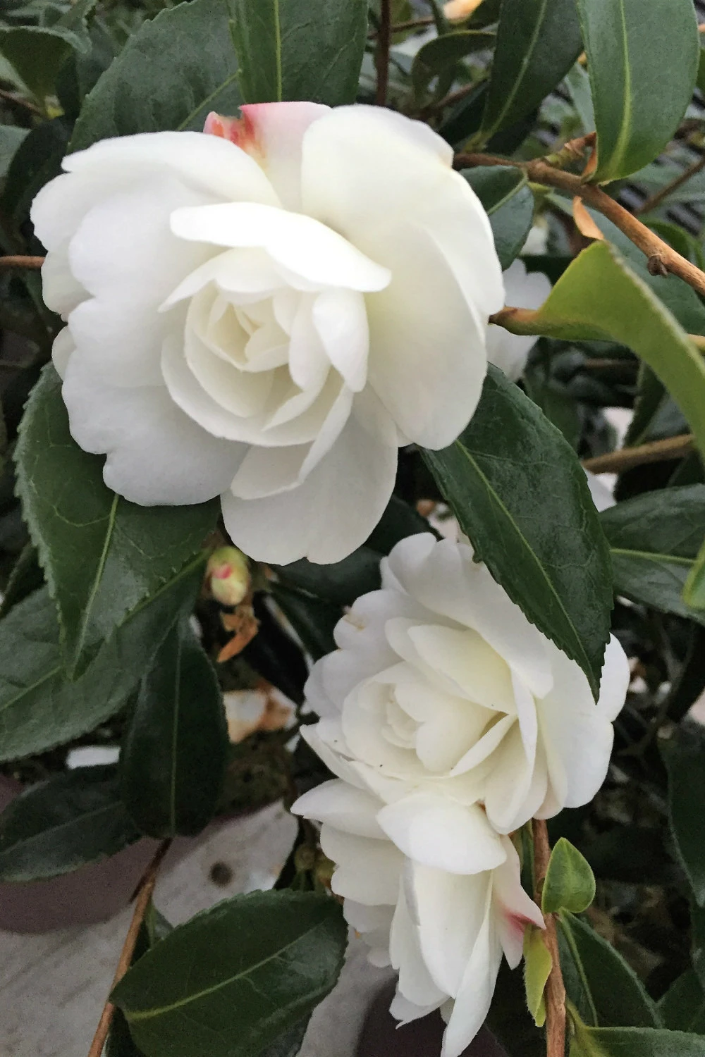 Camélia 'early Pearly' - 4l 1 Camélia 'early Pearly' - 4l