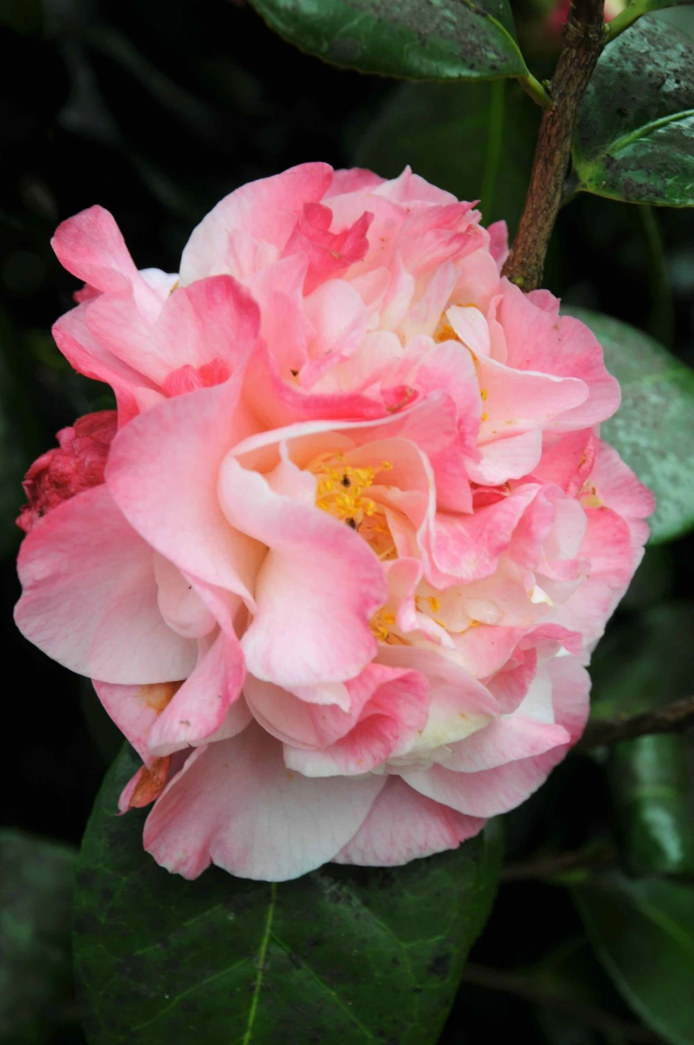 Camélia 'nuccio's Jewel' - 4l 1 Camélia 'nuccio's Jewel' - 4l