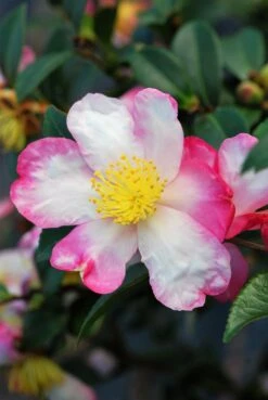 Camélia 'rainbow' - 4l