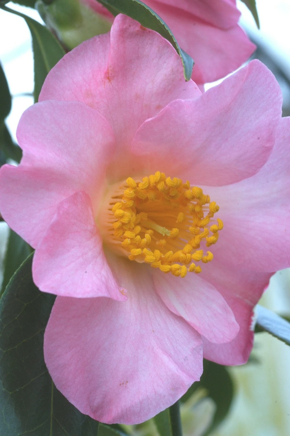 Camélia 'domaine De Courson' - 4l 1 Camélia 'domaine De Courson' - 4l