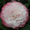 Camélia 'nuccio's Pearl' - 4l