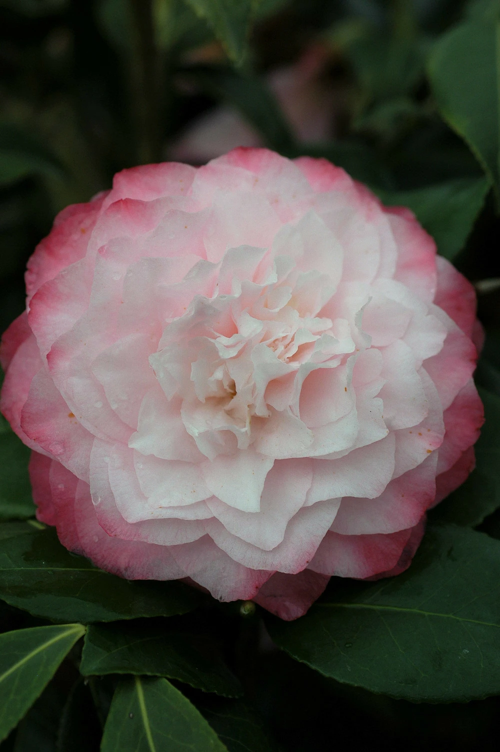 Camélia 'nuccio's Pearl' - 4l 1 Camélia 'nuccio's Pearl' - 4l