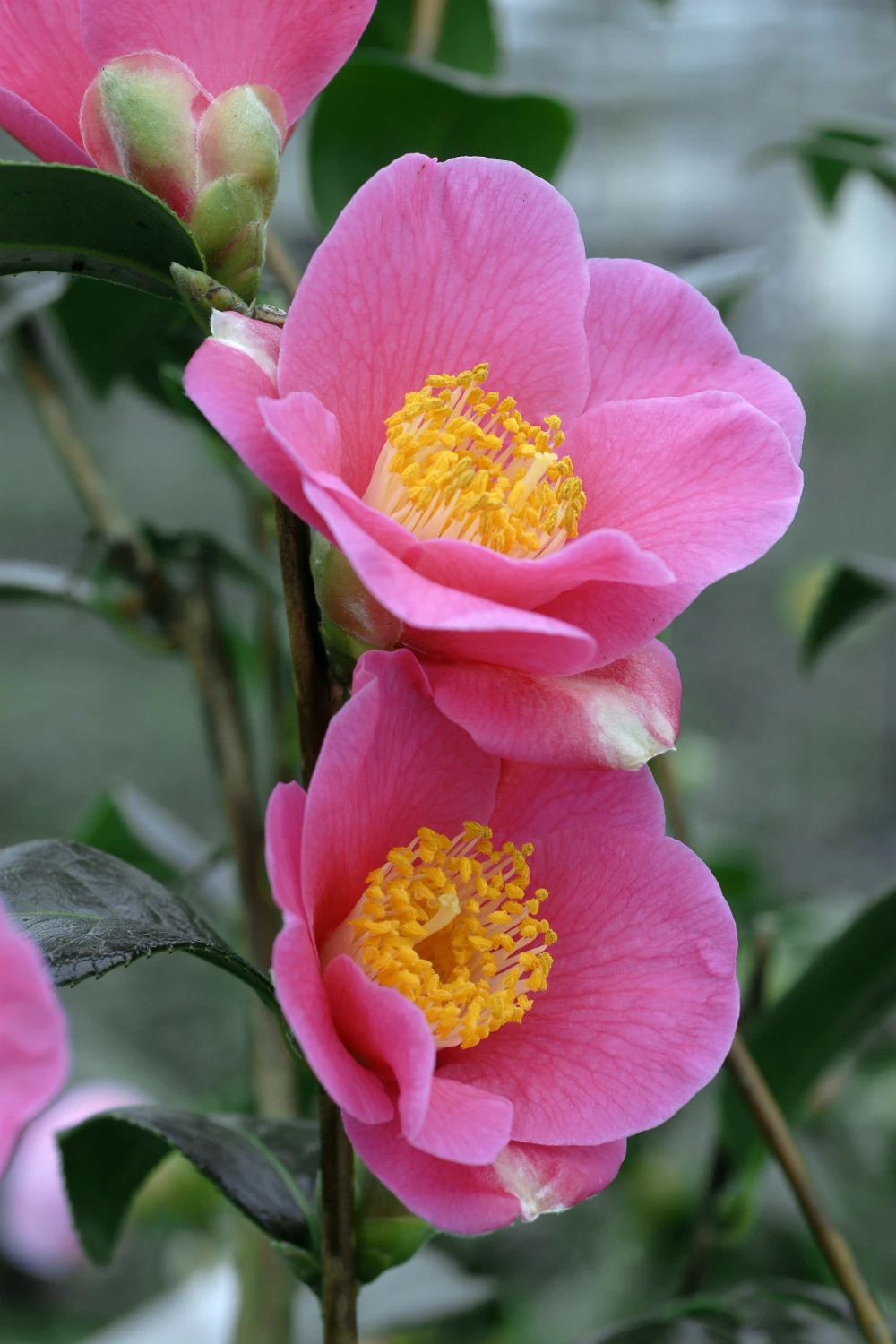 Camélia 'red Candles' - 4l 1 Camélia 'red Candles' - 4l