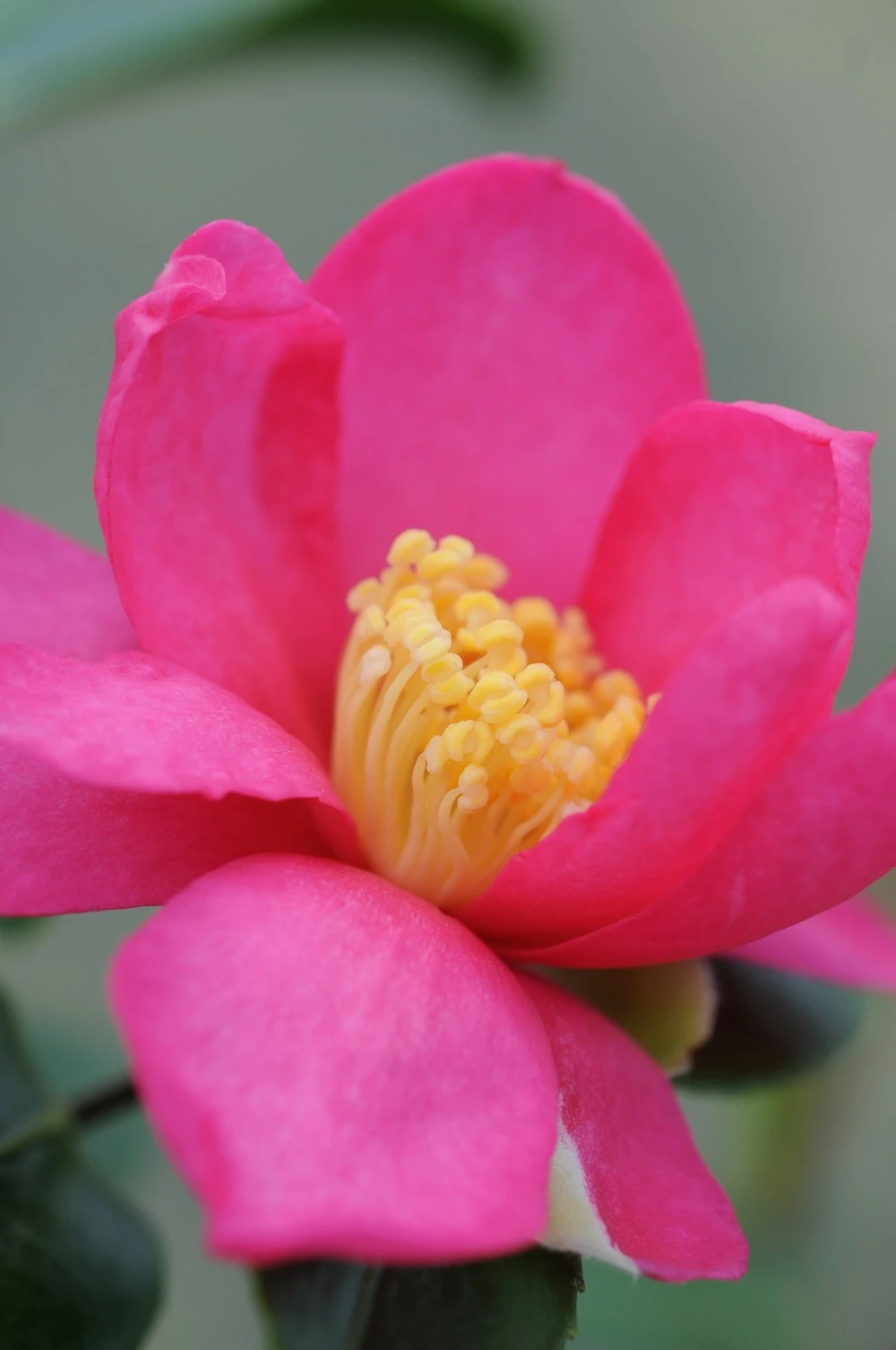 Camélia 'glow' - 4l 1 Camélia 'glow' - 4l