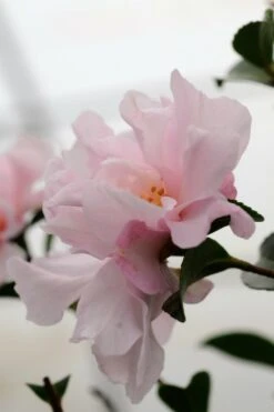 Camélia 'petite' - 4l