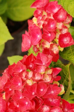 Hortensia Rembrandt ? 'rosso Glory' - 5l