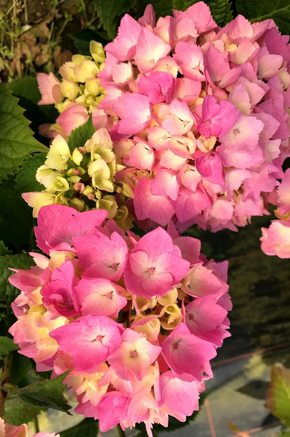 Hortensia Rembrandt ? 'dolce Chic' - 5l 1 Hortensia Rembrandt ? 'dolce Chic' - 5l