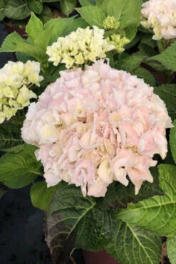 Hortensia Rembrandt ? 'elegant Rosa' - 5l