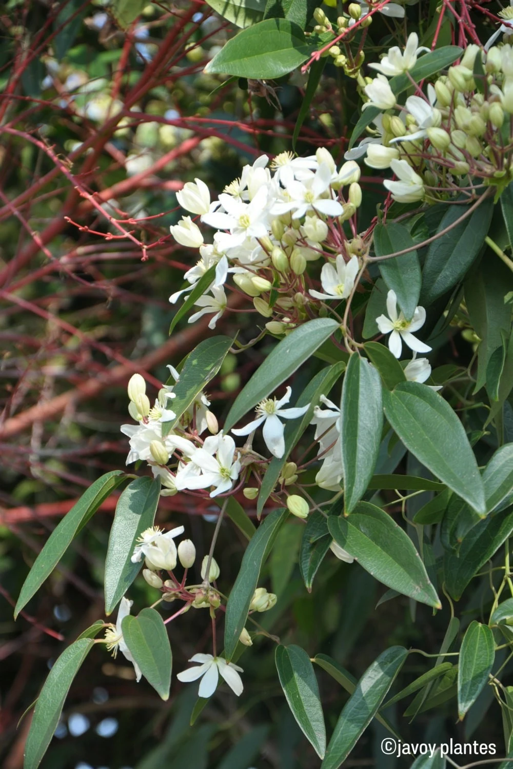 Clématite Armandii 'snowdrift' - 3l 1 Clématite Armandii 'snowdrift' - 3l
