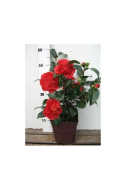 Camelia 'fondation Luciano Pavarotti' - 4l -Emerald Soldes 6481ca27f41844.81581023