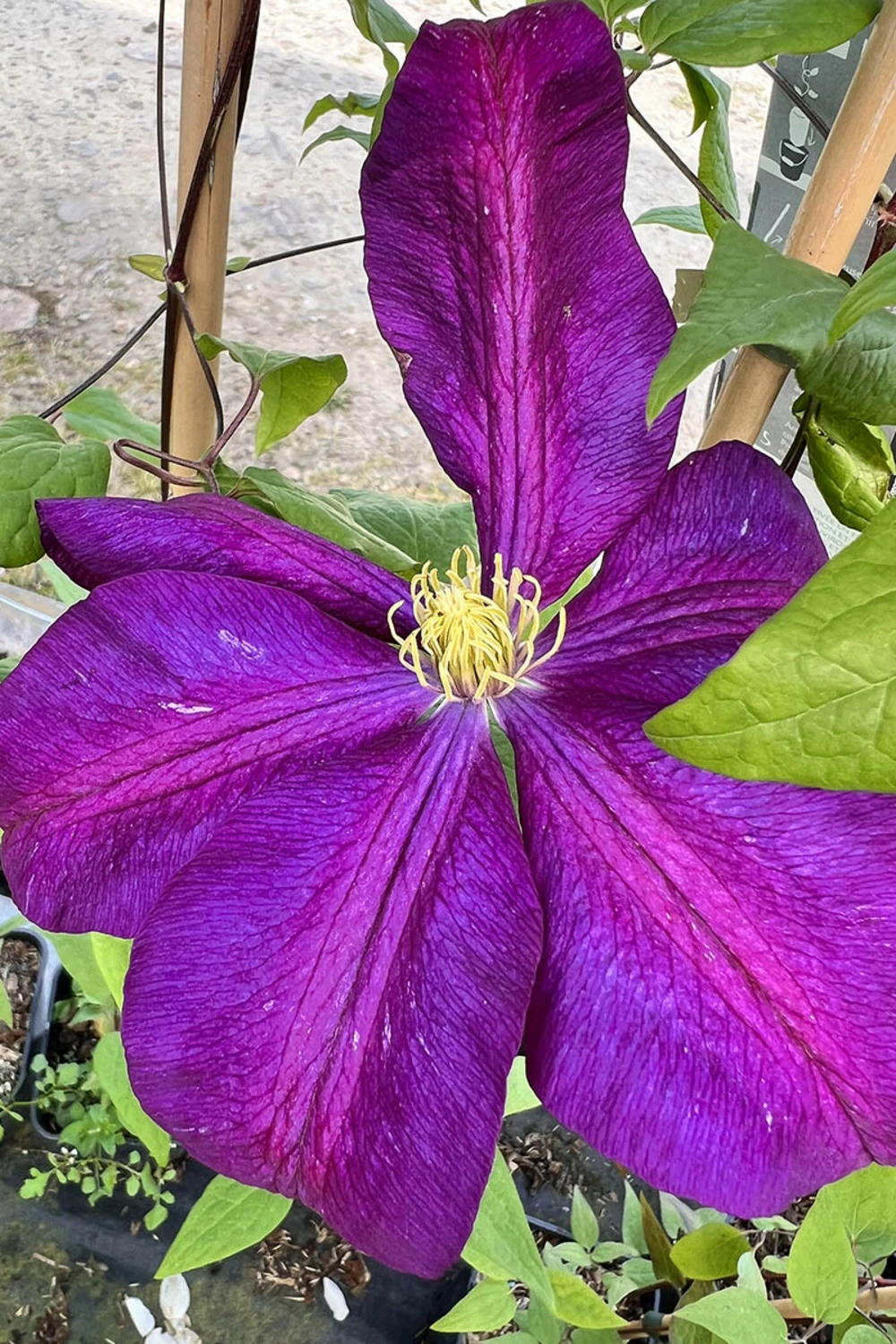 Clématite 'voluceau' - 3l 1 Clématite 'voluceau' - 3l