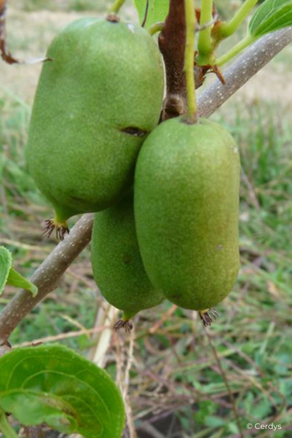 Kiwai 'super Issaï' - 1,5l 1 Kiwai 'super Issaï' - 1,5l