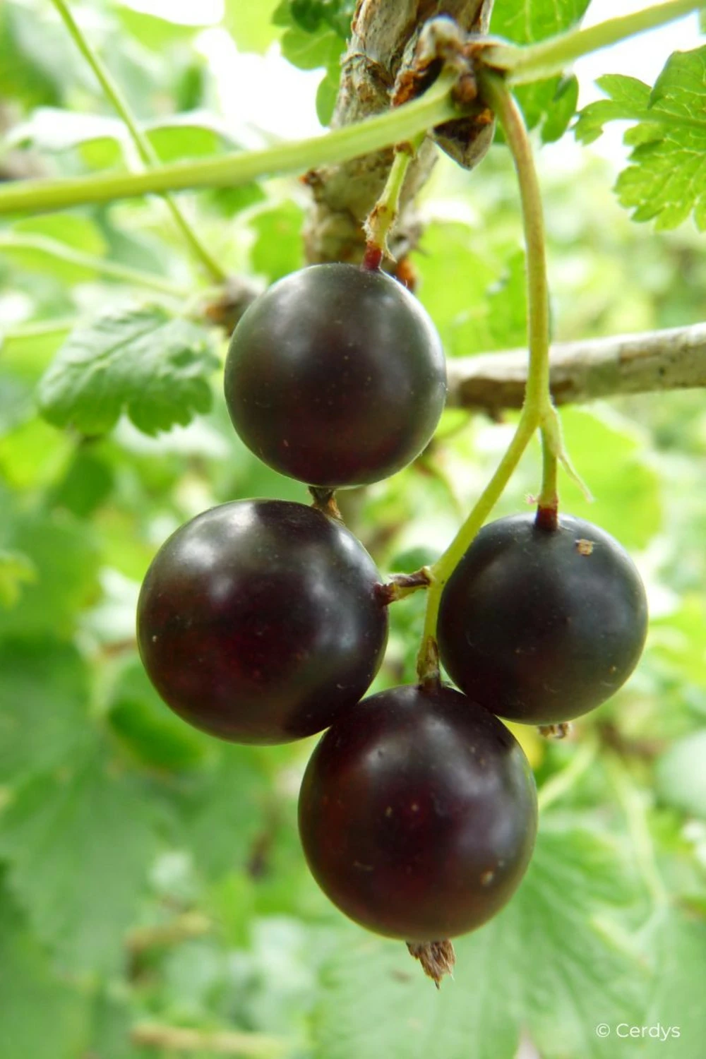 Caseille 'josta' - 1,5l 1 Caseille 'josta' - 1,5l